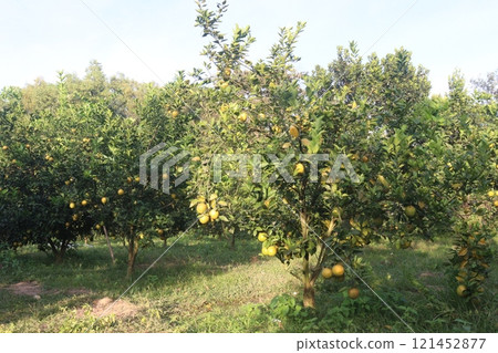 Citrus fruits on tree in farm Citrus fruits on tree in farm 121452877