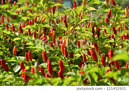 Kidachi Capsicum (Shimato Capsicum) 茄科多年生植物 121452931