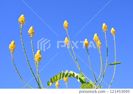 Hanesenna (豆科) 常綠闊葉樹 121453095