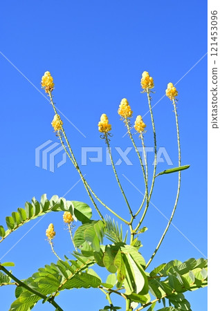 Cassia japonica (Fabaceae) Evergreen broad-leaved tree 121453096