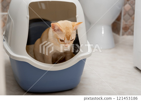 A domestic cat uses a litter box with a lid in the toilet room. A domestic cat uses a litter box with a lid in the toilet room. 121453186