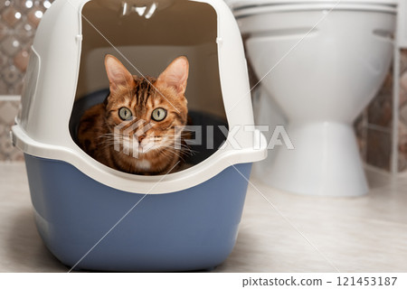 A domestic cat uses a litter box with a lid in the toilet room. A domestic cat uses a litter box with a lid in the toilet room. 121453187