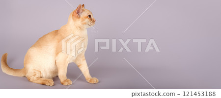 Adorable cream Burmese kitten full length. Adorable cream Burmese kitten full length. 121453188