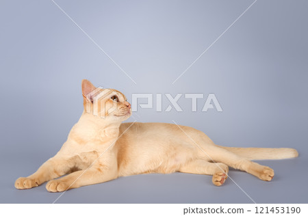 Adorable cream Burmese kitten full length. Adorable cream Burmese kitten full length. 121453190