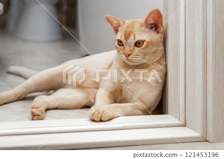 Burmese cat lying on the threshold of the room. Cute cream kitten resting indoors. 121453196