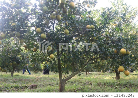 Citrus fruits on tree in farm 121453242