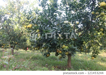 Citrus fruits on tree in farm Citrus fruits on tree in farm 121453244