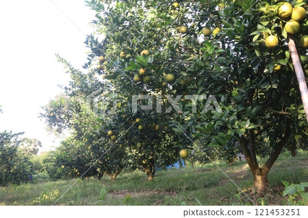 Citrus fruits on tree in farm Citrus fruits on tree in farm 121453251