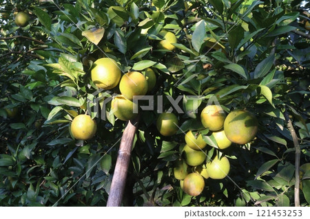 Citrus fruits on tree in farm Citrus fruits on tree in farm 121453253