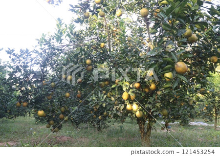 Citrus fruits on tree in farm Citrus fruits on tree in farm 121453254