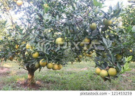 Citrus fruits on tree in farm Citrus fruits on tree in farm 121453259