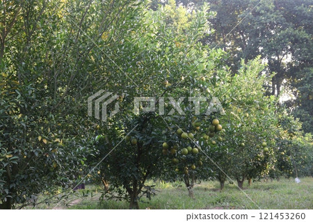 Citrus fruits on tree in farm Citrus fruits on tree in farm 121453260