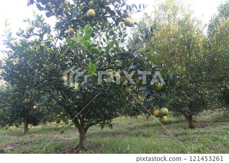 Citrus fruits on tree in farm 121453261