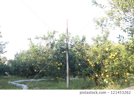 Citrus fruits on tree in farm Citrus fruits on tree in farm 121453262