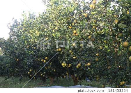 Citrus fruits on tree in farm Citrus fruits on tree in farm 121453264