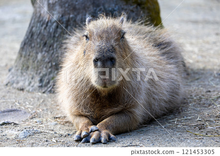 A capybara relaxing in the shade of a tree with a calm expression - a popular animal 121453305
