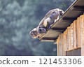 猴子站在屋頂上——在模仿自然環境的展覽廳裡看到的奇怪行為 121453306