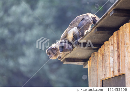 猴子站在屋頂上——在模仿自然環境的展覽廳裡看到的奇怪行為 121453306