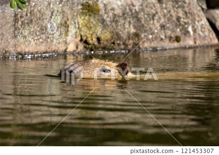 水豚從水面探出的平靜外觀 - 安靜池塘中的熱門休閒場所 121453307