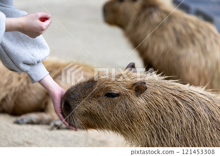 溫柔地撫摸水豚－一種受歡迎的動物園動物，當它從你手中接過食物時，它溫柔的外表會給人帶來安慰 121453308