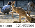 與動物園裡澳洲的代表性動物－袋鼠一家度過一個平靜的互動時刻 121453309