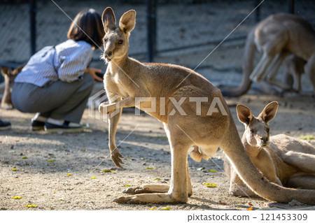 與動物園裡澳洲的代表性動物-袋鼠一家度過一個平靜的互動時刻 與動物園裡澳洲的代表性動物-袋鼠一家度過一個平靜的互動時刻 121453309