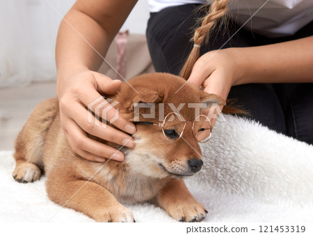 Person on bed puts on small puppy shiba inu toy glasses. Person on bed puts on small puppy shiba inu toy glasses. 121453319