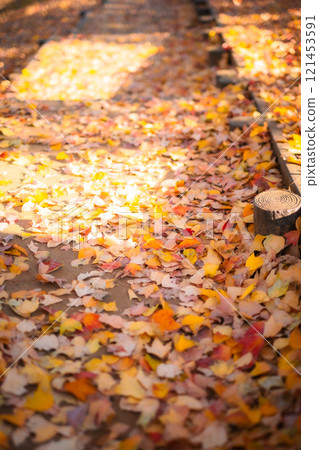 A carpet of autumn leaves bathed in the setting sun A carpet of autumn leaves bathed in the setting sun 121453591