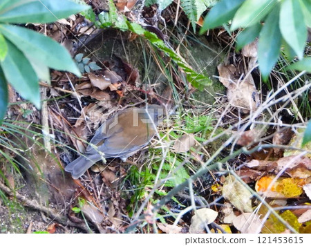Thrush in the bush 2 Thrush in the bush 2 121453615
