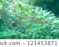 Leaves wet with rain 121453871
