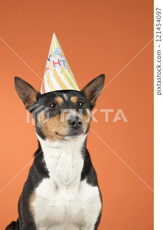 Happy cute dog basenji in festive hat on colored orange background 121454097