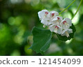 White mukoge's flower 121454099