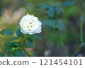 White Rose  121454101
