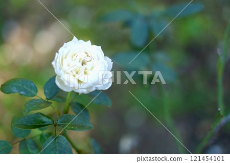 White Rose White Rose 121454101