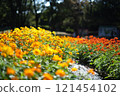 Flowers blooming in the light 121454102