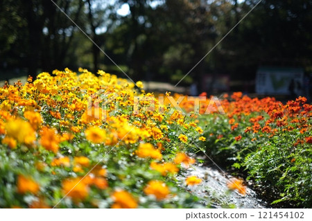 Flowers blooming in the light 121454102