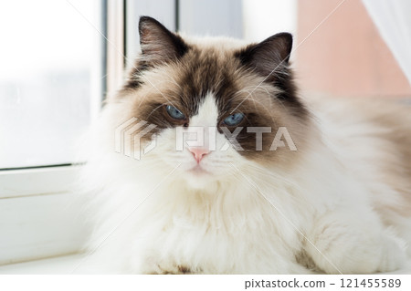 Portrait of a beautiful Ragdoll cat in a home environment Portrait of a beautiful Ragdoll cat in a home environment 121455589