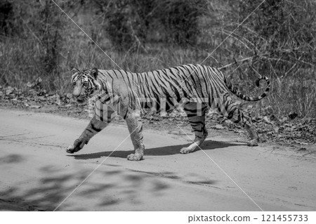 Mono tiger crosses sandy track in sunshine 121455733