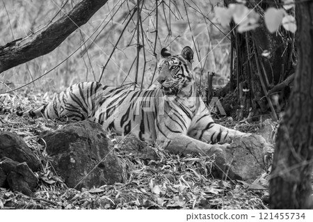 Mono tiger lies among rocks looking back 121455734