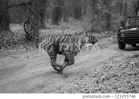 Mono tiger bounds past jeep on track 121455746