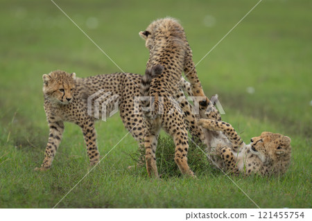 Three cheetah cubs playing on short grass 121455754