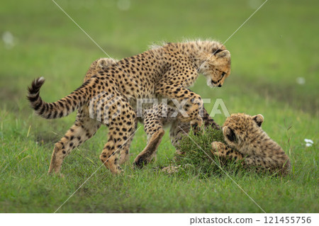 Three cheetah cubs play on short grass 121455756