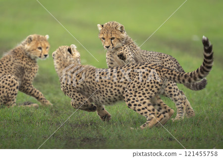 Three cheetah cubs play on grassy plain Three cheetah cubs play on grassy plain 121455758