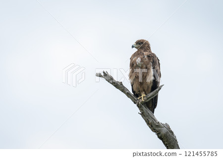 Tawny eagle on stump on one leg 121455785