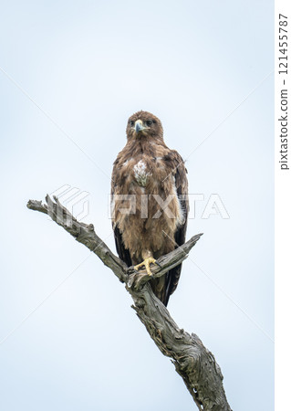 Tawny eagle on one leg on stump Tawny eagle on one leg on stump 121455787
