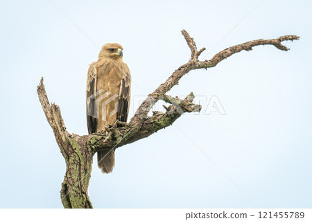 Tawny eagle looks out from dead tree 121455789