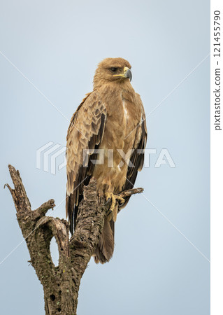 Tawny eagle looks out from tree stump Tawny eagle looks out from tree stump 121455790