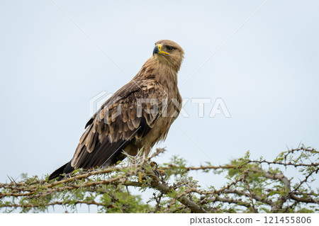 Tawny eagle cocks head on whistling thorn Tawny eagle cocks head on whistling thorn 121455806