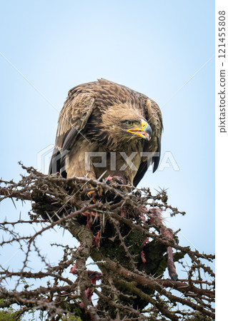 Steppe eagle with kill on whistling thorn Steppe eagle with kill on whistling thorn 121455808