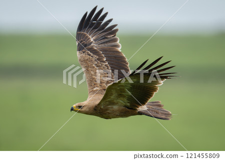 Tawny eagle flies across grassland raising wings Tawny eagle flies across grassland raising wings 121455809